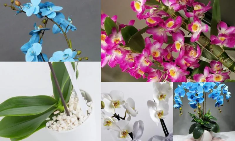 Modern Orkide Çiçek Tasarımları