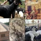 Keçi Kılından Otağ Otantik Tip Yörük Çadırı İmalatı 